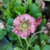 Nelkenwurz Pink Petticoats - Rosa Blüten den ganzen Sommer