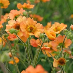 Nelkenwurz ‘Totally Tangerine’ - Orange leuchtet den ganzen Sommer