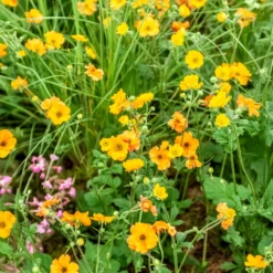 Nelkenwurz ‘Totally Tangerine’ - Orange leuchtet den ganzen Sommer