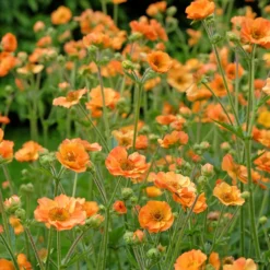 Nelkenwurz ‘Totally Tangerine’ - Orange leuchtet den ganzen Sommer