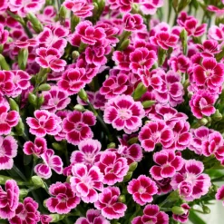 Nelke Pink Kisses - Monatelang pink im Topf
