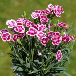 Nelke Pink Kisses - Monatelang pink im Topf