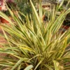 Neuseeländischer Flachs Golden Ray - Sofort exotisch im Garten