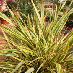 Neuseeländischer Flachs Golden Ray - Sofort exotisch im Garten