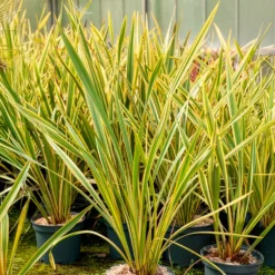 Neuseeländischer Flachs Golden Ray - Sofort exotisch im Garten