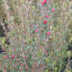 Neuseeländischer Teebaum ‘Ruby Glow’ - Rote Blütenpracht ganz einfach