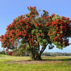 Neuseeländischer Weihnachtsbaum - Rotes Blütenfeuer im Sommer