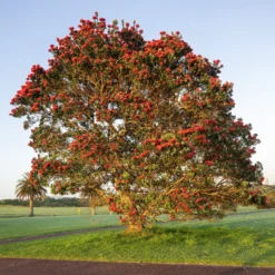 Neuseeländischer Weihnachtsbaum - Rotes Blütenfeuer im Sommer