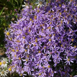 Niedrige Garten-Aster 'Nanus' - Blütenmeer im Herbst