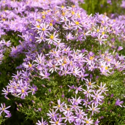 Niedrige Garten-Aster 'Nanus' - Blütenmeer im Herbst