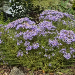 Niedrige Garten-Aster 'Nanus' - Blütenmeer im Herbst