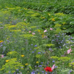 Nützliche Blumen für den Gemüsegarten - Mehr Ernte, weniger Schädlinge