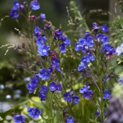 Ochsenzunge ‘Loddon Royalist’ - Kräftiges Blau im Beet