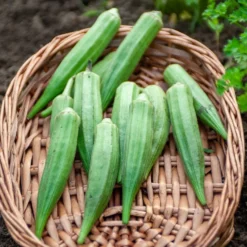 Okra - Zarte Schoten frisch ernten
