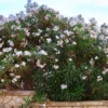 Oleander Harriet Newding - Mediterranes Flair sofort