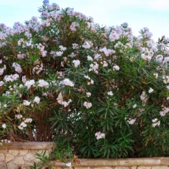 Oleander Harriet Newding - Mediterranes Flair sofort