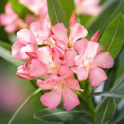 Oleander - Mediterranes Flair sofort