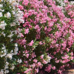 Oleander - Mediterranes Flair sofort