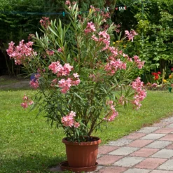 Oleander - Mediterranes Flair sofort