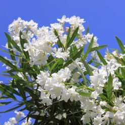 Oleander weiß - Mediterranes Flair sofort