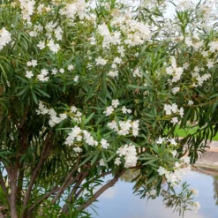 Oleander weiß - Mediterranes Flair sofort