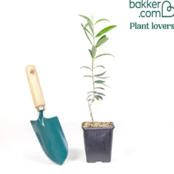 Olivenbaum - Mediterranes Flair sofort