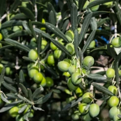 Olivenbaum - Mediterranes Flair sofort