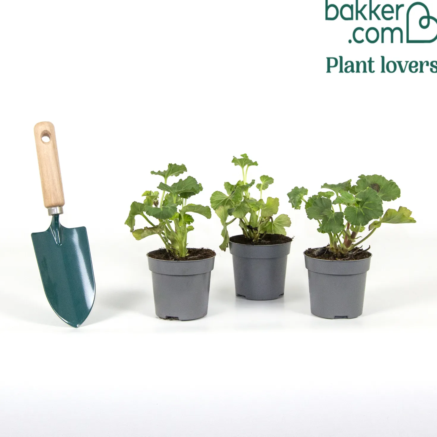 Orangefarbene Geranien (x3) - Sofort Sommerfarbe pur