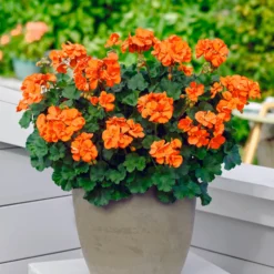 Orangefarbene Geranien (x3) - Sofort Sommerfarbe pur