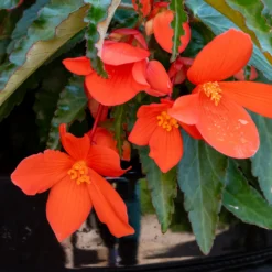 Orange Hängende Begonie - Sofort leuchtender Blütenfall