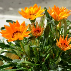 orange Mittagsgold - Sonne satt im Beet