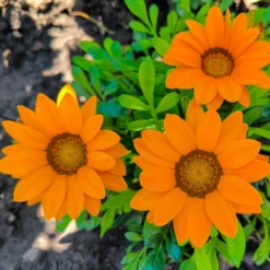 orange Mittagsgold - Sonne satt im Beet