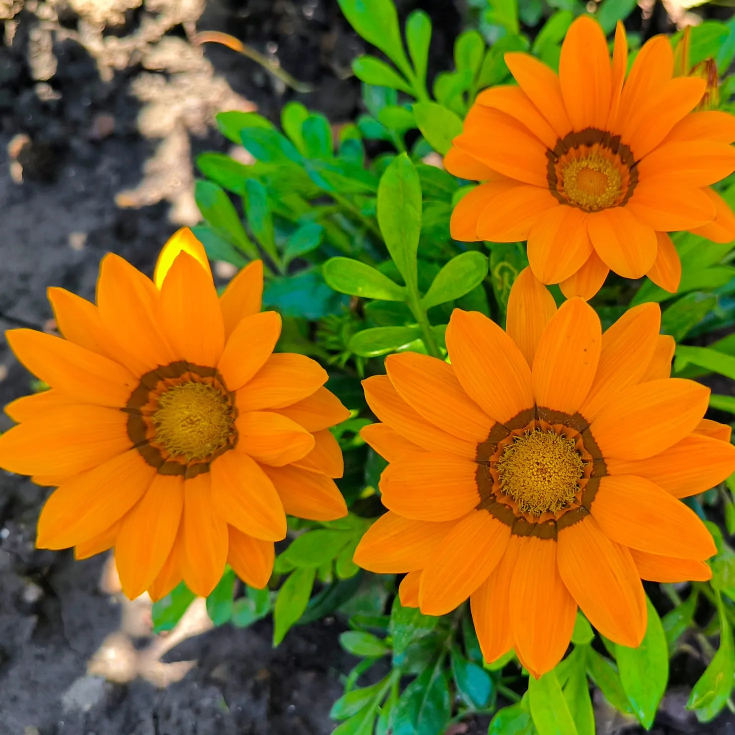 orange Mittagsgold - Sonne satt im Beet