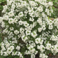 Orangenblume Aztec Pearl - Duftblüten das ganze Jahr