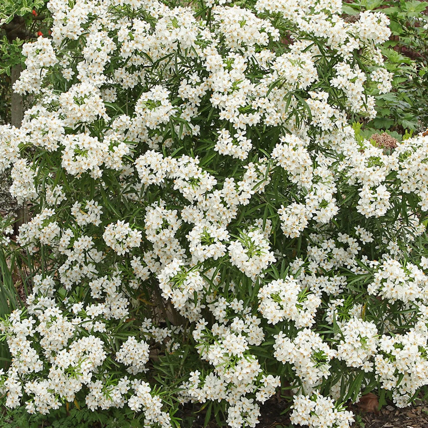 Orangenblume Aztec Pearl - Duftblüten das ganze Jahr
