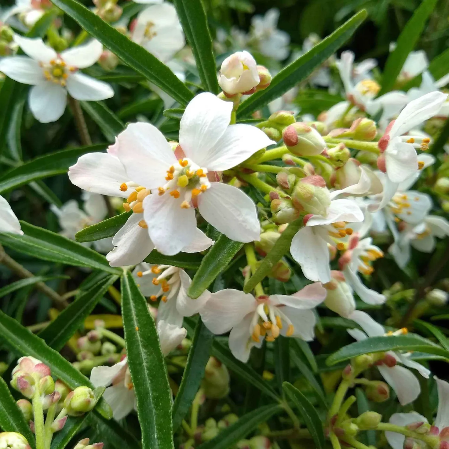 Orangenblume Aztec Pearl - Duftblüten das ganze Jahr