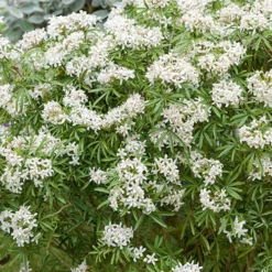 Orangenblume White Dazzler ® - Duftende Blüten, Jahr für Jahr