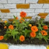 orange Zinnie - Orange, die den Sommer feiert