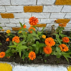 orange Zinnie - Orange, die den Sommer feiert