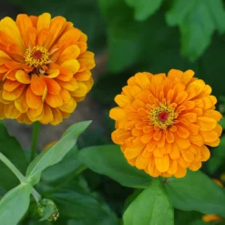 orange Zinnie - Orange, die den Sommer feiert