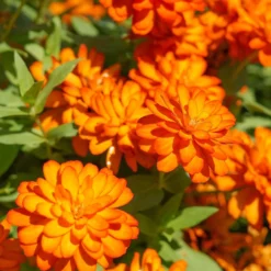 orange Zinnie - Orange, die den Sommer feiert