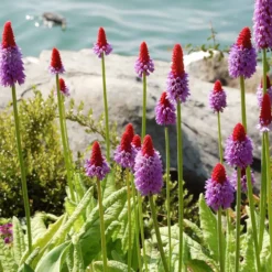 Orchideen-Primel - Blüht wie eine Kerze