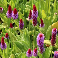 Orchideen-Primel - Blüht wie eine Kerze