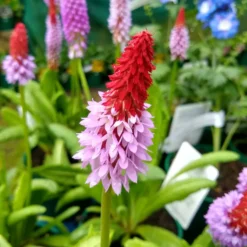 Orchideen-Primel - Blüht wie eine Kerze