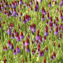 Orchideen-Primel - Blüht wie eine Kerze