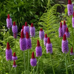 Orchideen-Primel - Blüht wie eine Kerze