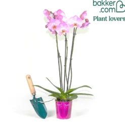 Orchidee rosa - Blüht fast das ganze Jahr