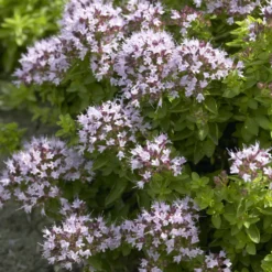 Oregano ‘Compactum’ - Duftteppich für sonnige Ecken