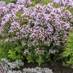 Oregano ‘Compactum’ - Duftteppich für sonnige Ecken