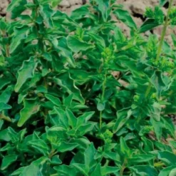 Oregano - Frisches Aroma direkt vom Beet